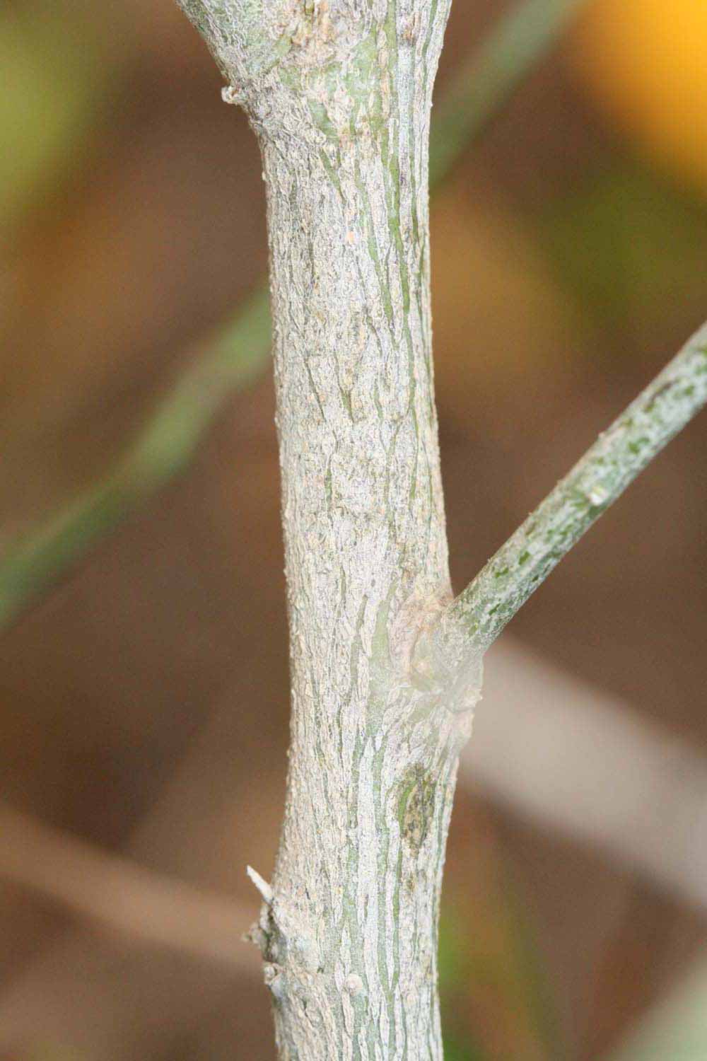              Second - third year twig (Riverside,   CA)       